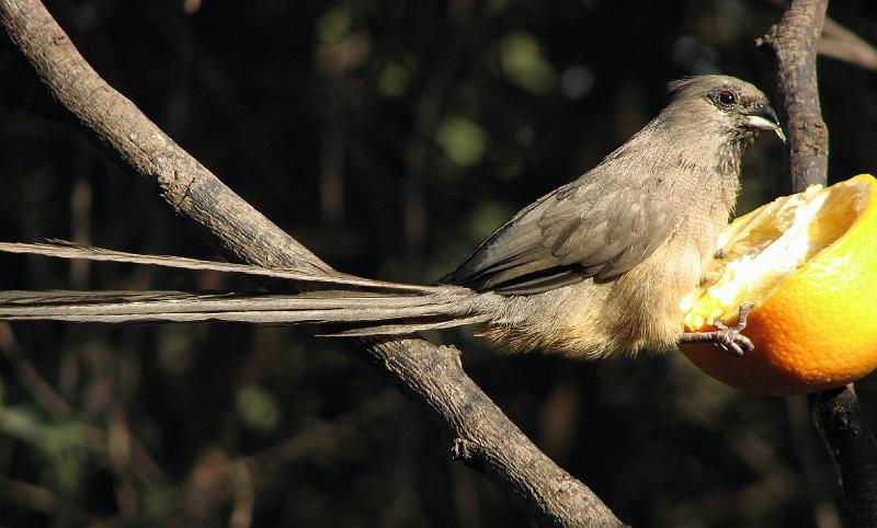 Gevlekte muisvoel Die lemoen is heerlik!!.jpg - Heerlik!